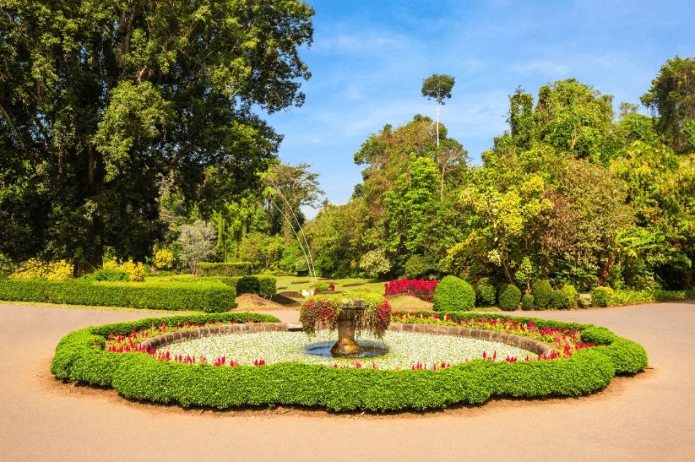 Explore the Royal Botanic Gardens, Peradeniya